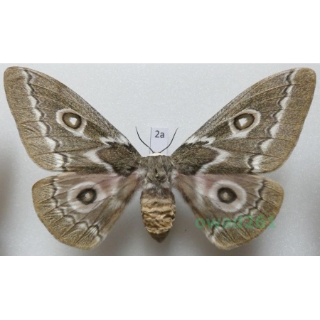 Gonimbrasia tyrrhea (Cramer, 1775) female ex. ovo South Africa 99mm2a